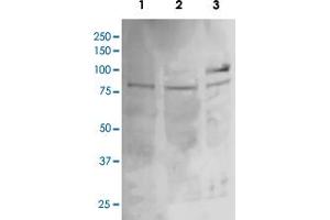 Image no. 2 for anti-Potassium Voltage-Gated Channel, Shaw-Related Subfamily, Member 2 (KCNC2) (AA 474-613) antibody (ABIN5774914)