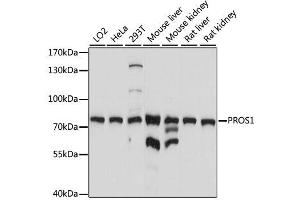 Western blot analysis of extracts of various cell lines, using PROS1 antibody.