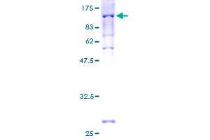 Image no. 1 for Peroxisomal Biogenesis Factor 5 (PEX5) (AA 1-631) protein (GST tag) (ABIN1314707)