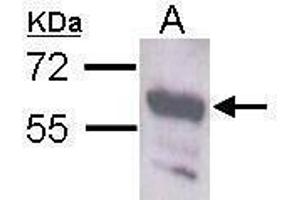 WB Image Sample (30 ug of whole cell lysate) A: Neuro2A antibody diluted at 1:1000