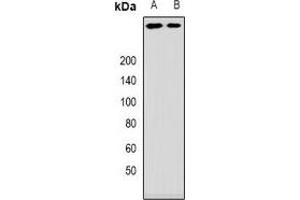 Image no. 1 for anti-Ankyrin Repeat and KH Domain Containing 1 (ANKHD1) antibody (ABIN2966417)