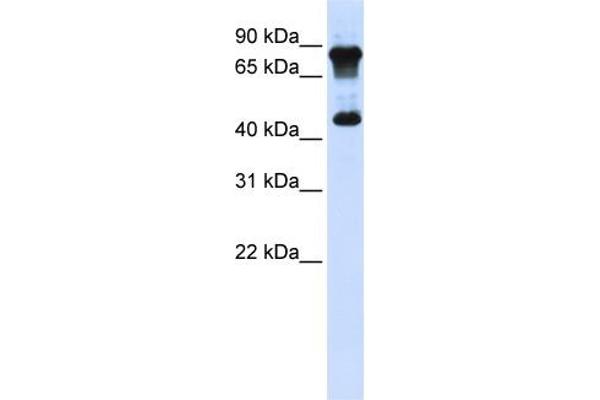 MAZ antibody  (N-Term)