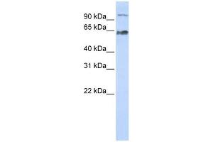 MAU2/KIAA0892 antibody  (Middle Region)