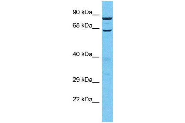 TTLL13 antibody  (C-Term)