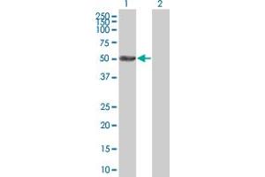 Image no. 1 for anti-Adenylate Kinase 8 (AK8) (AA 1-479) antibody (ABIN531085)