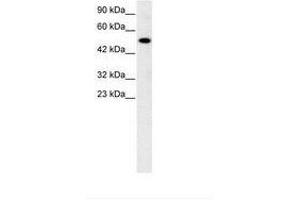 Image no. 3 for anti-Nuclear Receptor Subfamily 5, Group A, Member 1 (NR5A1) (AA 172-221) antibody (ABIN6735774)