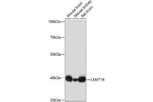 CKMT1B Antikörper