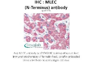 Image no. 2 for anti-Malectin (MLEC) (N-Term) antibody (ABIN1736974)