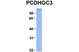 Image no. 3 for anti-Protocadherin gamma Subfamily C, 3 (PCDHGC3) (C-Term) antibody (ABIN2782183)