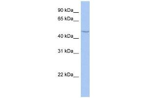 Image no. 1 for anti-Cytochrome P450, Family 27, Subfamily C, Polypeptide 1 (CYP27C1) (Middle Region) antibody (ABIN632035)
