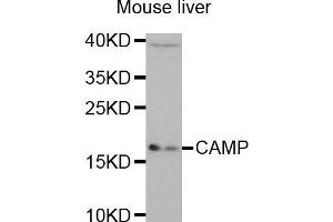 Image no. 1 for anti-Cathelicidin Antimicrobial Peptide (CAMP) antibody (ABIN3022306)