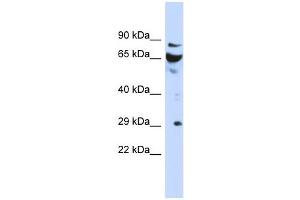 Image no. 1 for anti-DCN1, Defective in Cullin Neddylation 1, Domain Containing 3 (DCUN1D3) antibody (ABIN632252)
