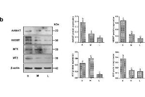 Image no. 33 for anti-Actin, beta (ACTB) (AA 1-50) antibody (ABIN724340)