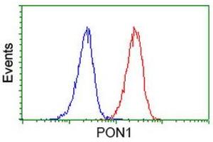 Image no. 3 for anti-Paraoxonase 1 (PON1) antibody (ABIN1500347)