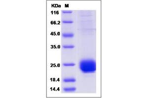 Image no. 1 for Interferon, alpha 4 (IFNa4) (AA 1-186) (Active) protein (His tag) (ABIN2008143)