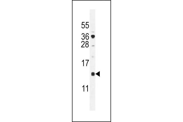 SFT2D2 抗体  (N-Term)