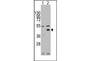 Image no. 1 for anti-WNT Inhibitory Factor 1 (WIF1) (N-Term) antibody (ABIN357860)