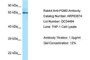 anti-Phosphoglucomutase 2 (PGM2) (C-Term) antibody