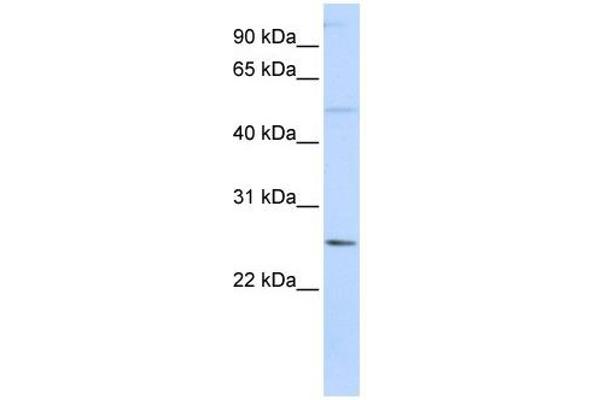 anti-Ferritin, Heavy Polypeptide-Like 17 (FTHL17) (N-Term) antibody