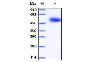 Image no. 1 for CD5 (CD5) (AA 25-372) protein (His tag) (ABIN2180809)