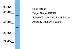 Olfactory Receptor, Family 8, Subfamily D, Member 2 (OR8D2) (C-Term) antibody