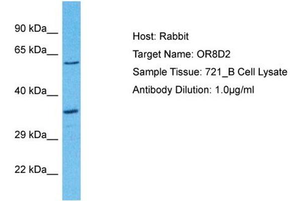Olfactory Receptor, Family 8, Subfamily D, Member 2 (OR8D2) (C-Term) anticorps