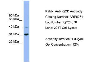 Image no. 1 for anti-IQ Motif Containing D (IQCD) (Middle Region) antibody (ABIN2785010)