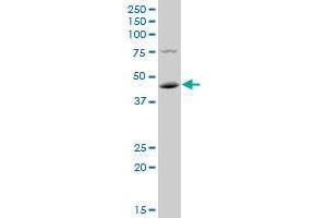 Image no. 1 for anti-Pre-B-Cell Leukemia Transcription Factor 3 (PBX3) (AA 342-434) antibody (ABIN562116)