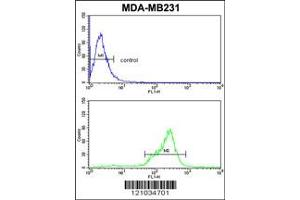 Image no. 3 for anti-TBC1 Domain Family, Member 4 (TBC1D4) (N-Term) antibody (ABIN2504356)