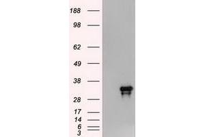 Image no. 2 for anti-Noggin (NOG) (AA 28-232) antibody (ABIN1491315)