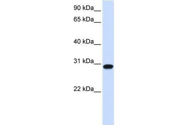 anti-Forkhead Box R1 (FOXR1) (N-Term) antibody