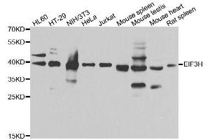 Image no. 2 for anti-Eukaryotic Translation Initiation Factor 3 Subunit H (EIF3H) antibody (ABIN6140064)