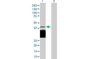 Image no. 2 for anti-delta-Like 1 Homolog (Drosophila) (DLK1) (AA 1-383) antibody (ABIN522232)