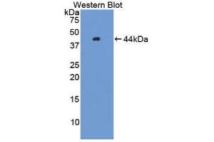 HFE2 antibody  (AA 29-401)