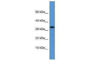 Image no. 1 for anti-Apolipoprotein F (APOF) (C-Term) antibody (ABIN927979)