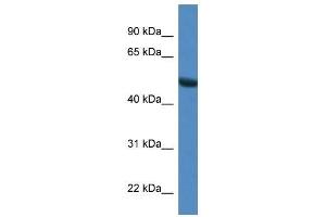 Image no. 1 for anti-Syntrophin, gamma 1 (SNTG1) (N-Term) antibody (ABIN928950)