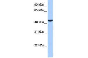 Image no. 2 for anti-Abhydrolase Domain Containing 5 (ABHD5) (C-Term) antibody (ABIN2775425)