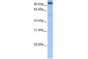 anti-Cleavage and Polyadenylation Specific Factor 2, 100kDa (CPSF2) (N-Term) antibody