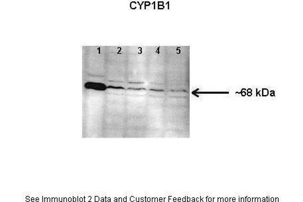 anti-Cytochrome P450, Family 1, Subfamily B, Polypeptide 1 (CYP1B1) (Middle Region) antibody