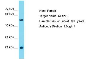 Image no. 1 for anti-Mitochondrial Ribosomal Protein L2 (MRPL2) (N-Term) antibody (ABIN2791668)