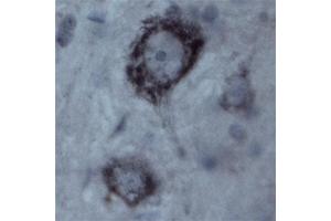 Image no. 7 for anti-Contactin 1 (CNTN1) antibody (ABIN350243)
