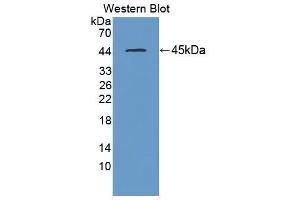 Image no. 1 for anti-Deoxyhypusine Synthase (DHPS) (AA 1-369) antibody (ABIN5013446)