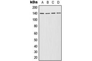 Image no. 1 for anti-Inner Centromere Protein Antigens 135/155kDa (INCENP) (Center) antibody (ABIN2706399)