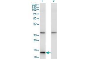 Image no. 3 for anti-Histidine Triad Nucleotide Binding Protein 1 (HINT1) (AA 1-126) antibody (ABIN516453)
