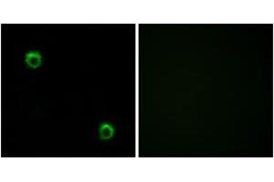 Image no. 2 for anti-Frizzled Family Receptor 2 (FZD2) (AA 201-250) antibody (ABIN1535609)