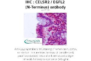 Image no. 1 for anti-Cadherin EGF LAG Seven Pass G-Type Receptor 2 (CELSR2) (Extracellular Domain), (N-Term) antibody (ABIN1732970)