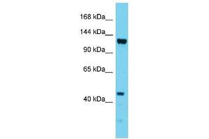 Image no. 1 for anti-Elongation Factor Tu GTP Binding Domain Containing 1 (EFTUD1) (N-Term) antibody (ABIN2791005)