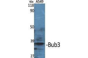 Image no. 2 for anti-Budding Uninhibited By Benzimidazoles 3 Homolog (Yeast) (BUB3) (C-Term) antibody (ABIN3183572)