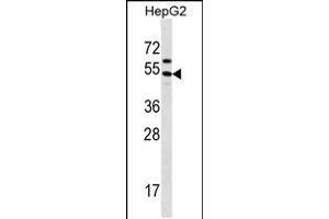 Image no. 1 for anti-Grainyhead-Like 1 (GRHL1) (AA 294-322) antibody (ABIN5536484)