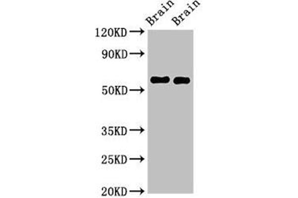 GAS7 antibody  (AA 1-153)